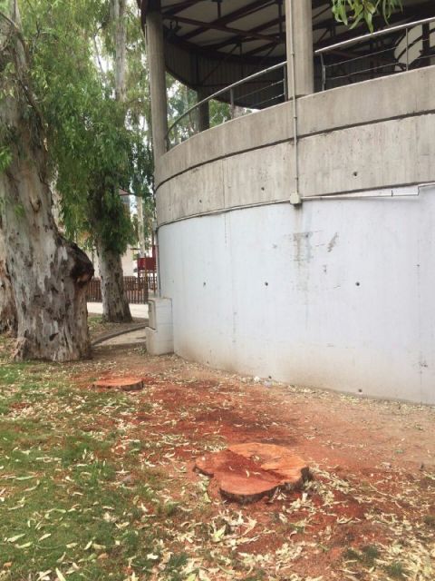 Ahora Murcia pide información sobre la tala de eucaliptos en el Cuartel de Artillería - 1, Foto 1