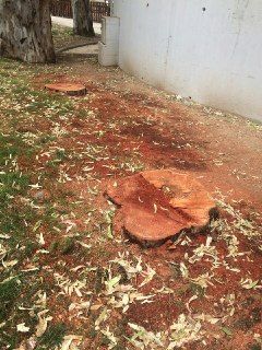 Ahora Murcia pide información sobre la tala de eucaliptos en el Cuartel de Artillería - 2, Foto 2