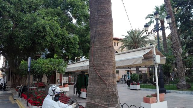 Un técnico con formación especializada realiza controles periódicos y sondeos de revisión anti picudo de las palmeras de Águilas - 1, Foto 1