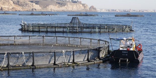 IU-Verdes Lorca denuncia el perjuicio medioambiental y paisajístico para la costa lorquina que supondrá un polígono marino de 1,5 km - 1, Foto 1
