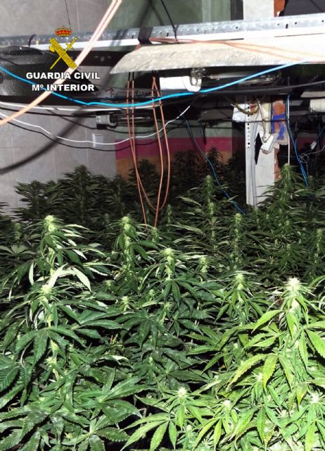 La Guardia Civil desmantela una plantación de marihuana en Mula - 2, Foto 2