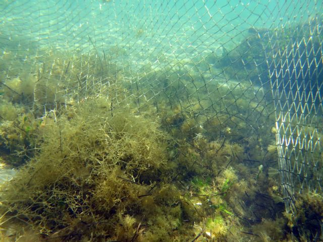 Pacto por el Mar Menor Redes antimedusas - 2, Foto 2