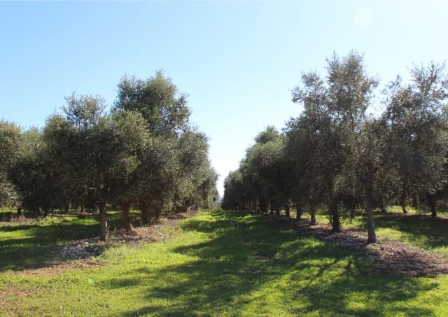 AUBOCASSA: un destino para relajarse, aprender y disfrutar de la naturaleza del Pla de Mallorca - 1, Foto 1