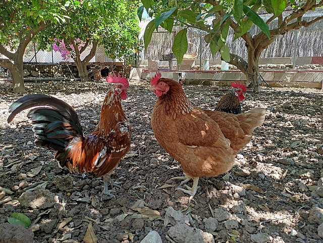 Equalia presenta la campaña #mejorsinjaulas - 1, Foto 1