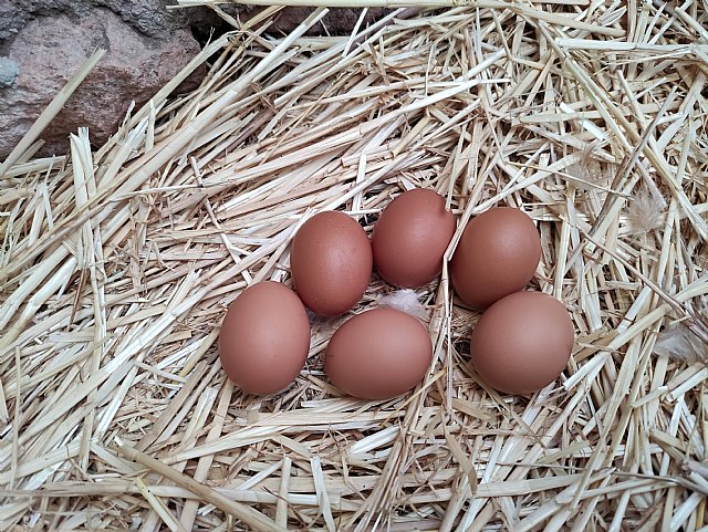 Equalia presenta la campaña #mejorsinjaulas - 2, Foto 2