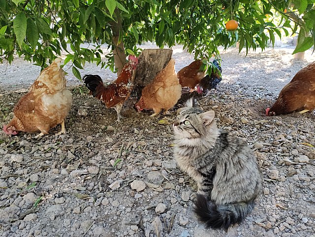 Equalia presenta la campaña #mejorsinjaulas - 3, Foto 3