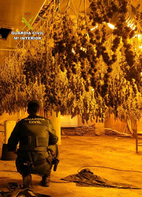 La Guardia Civil desmantela en Fortuna un grupo delictivo dedicado al cultivo ilícito de marihuana - 3, Foto 3