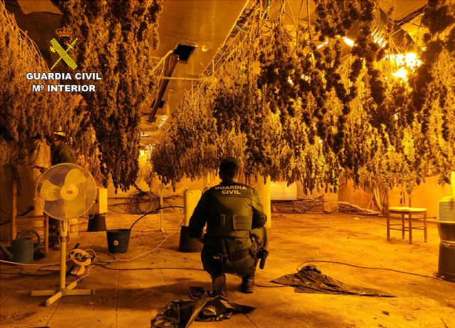 La Guardia Civil desmantela en Fortuna un grupo delictivo dedicado al cultivo ilícito de marihuana - 4, Foto 4