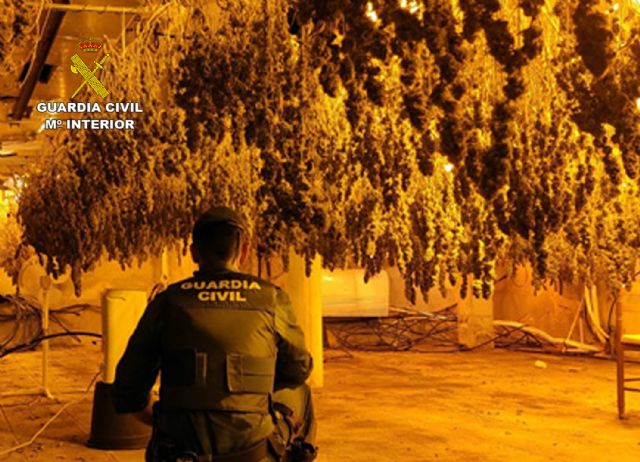 La Guardia Civil desmantela en Fortuna un grupo delictivo dedicado al cultivo ilícito de marihuana - 5, Foto 5