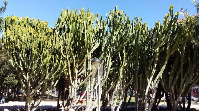 Más de 60 variedades de cactus crecen en los parques y jardines de Murcia - 1, Foto 1
