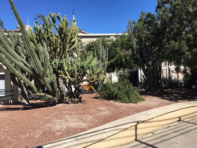 Más de 60 variedades de cactus crecen en los parques y jardines de Murcia - 3, Foto 3