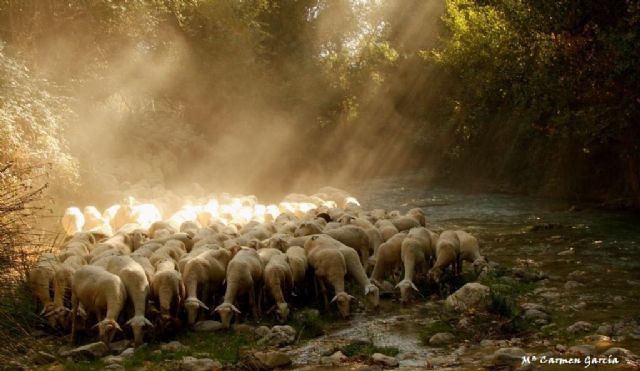 La ganadería extensiva produce agua pero no tiene para beber - 1, Foto 1
