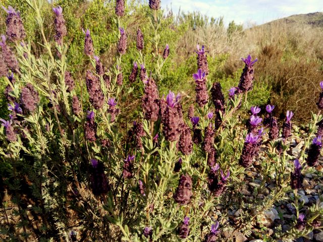 La Comunidad refuerza el seguimiento de los matorrales semiáridos ante eventos climáticos extremos - 1, Foto 1