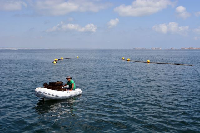 Las ostras del Mar Menor superan el primer test del veranoen un proyecto piloto de acuicultura restaurativa para la laguna - 3, Foto 3
