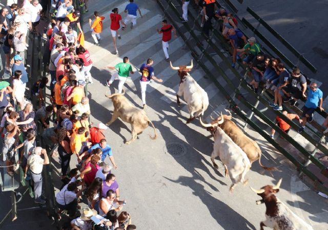 Blanco sobre gris. Los llamativos jaboneros de Prieto de la Cal vuelan sobre el asfalto de Calasparra - 3, Foto 3
