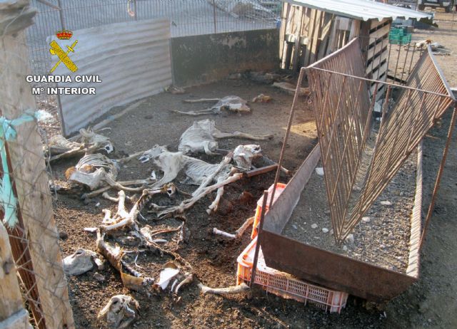 La Guardia Civil investiga a los propietarios de una explotación ganadera de Lorca por delito de abandono animal - 1, Foto 1