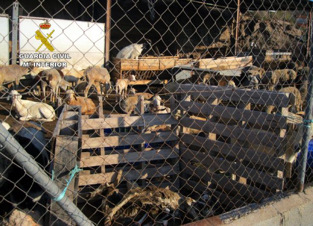 La Guardia Civil investiga a los propietarios de una explotación ganadera de Lorca por delito de abandono animal - 2, Foto 2