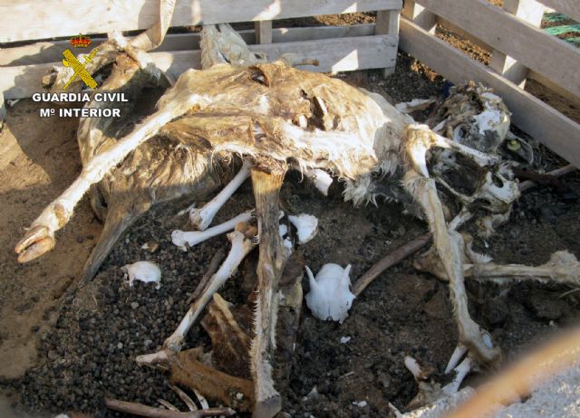 La Guardia Civil investiga a los propietarios de una explotación ganadera de Lorca por delito de abandono animal - 3, Foto 3