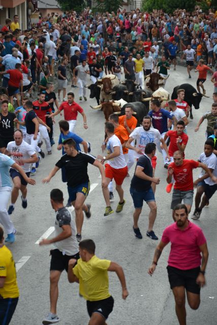 Cuarto encierro: Encierro limpio y con espectaculares carreras el que se ha vivido hoy en Calasparra - 2, Foto 2