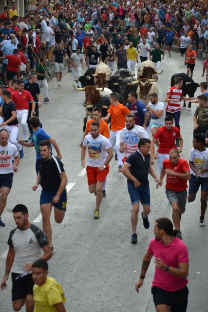 Cuarto encierro: Encierro limpio y con espectaculares carreras el que se ha vivido hoy en Calasparra - 3, Foto 3