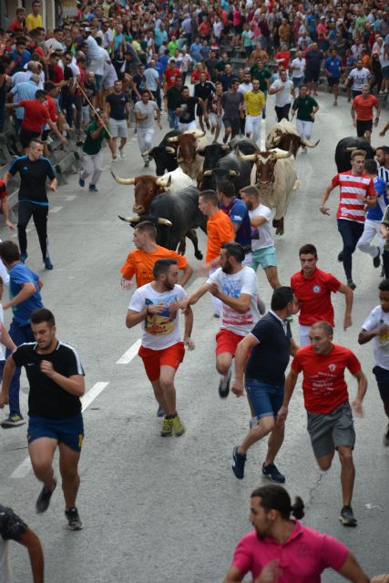 Cuarto encierro: Encierro limpio y con espectaculares carreras el que se ha vivido hoy en Calasparra - 4, Foto 4