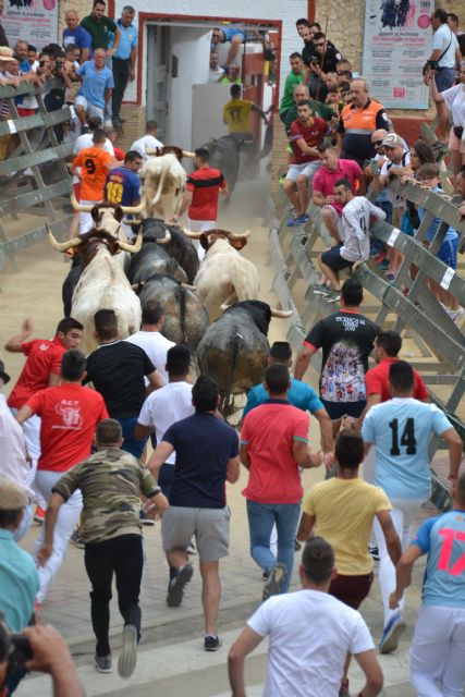 Cuarto encierro: Encierro limpio y con espectaculares carreras el que se ha vivido hoy en Calasparra - 5, Foto 5