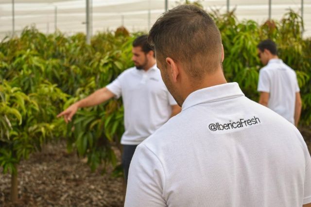 Consiguen la primera variedad de mango cultivado en Alicante tras 17 años de estudio - 2, Foto 2