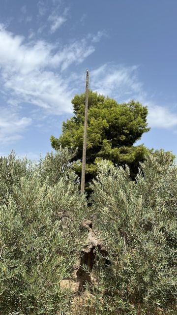 Un nuevo robo de medio kilómetro de tendido eléctrico en la pedanía de Morata eleva a una decena las sustracciones de cable en apenas tres meses - 1, Foto 1