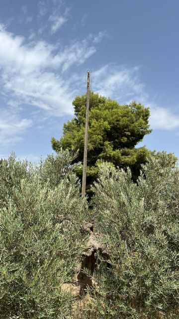 Un nuevo robo de medio kilómetro de tendido eléctrico en la pedanía de Morata eleva a una decena las sustracciones de cable en apenas tres meses - 2, Foto 2