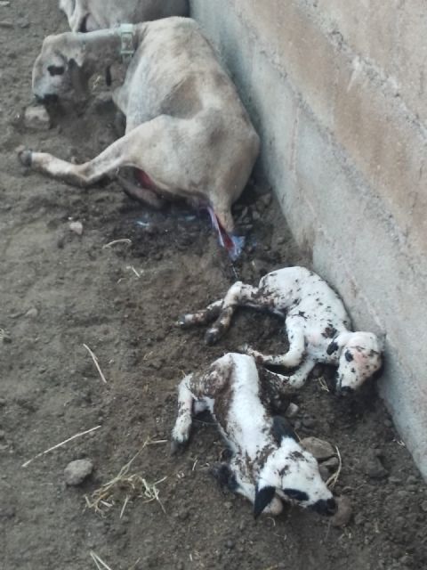 La enfermedad de la lengua azul en el ovino está afectando al noroeste de la región de murcia - 1, Foto 1