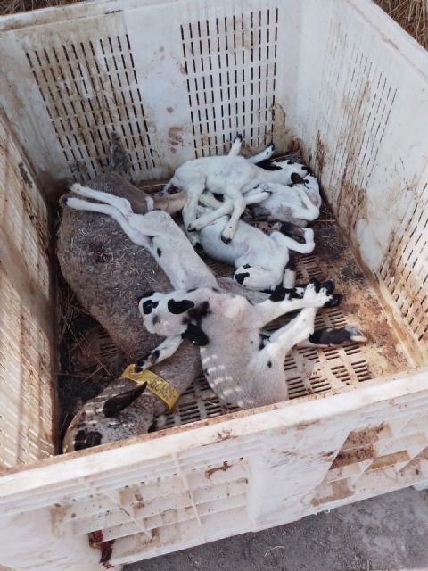 La enfermedad de la lengua azul en el ovino está afectando al noroeste de la región de murcia - 2, Foto 2