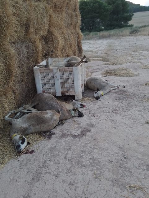 La enfermedad de la lengua azul en el ovino está afectando al noroeste de la región de murcia - 3, Foto 3