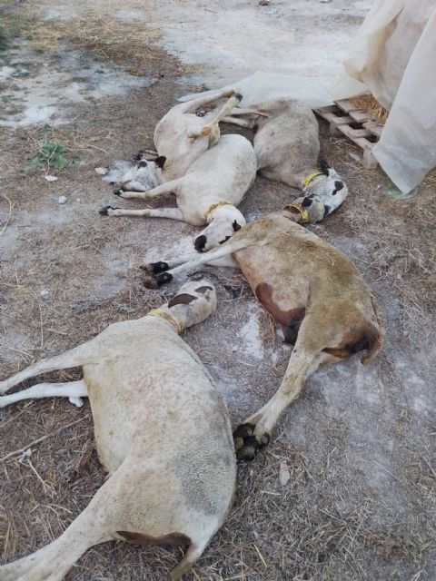 La enfermedad de la lengua azul en el ovino está afectando al noroeste de la región de murcia - 4, Foto 4
