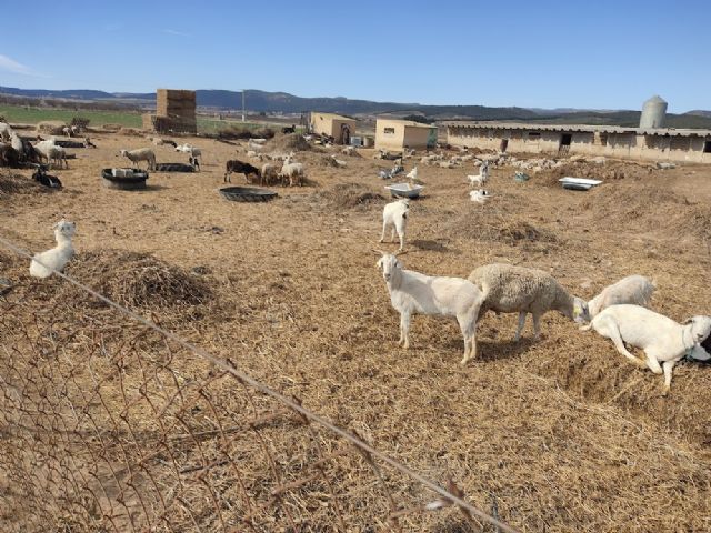 La enfermedad de la lengua azul en el ovino está afectando al noroeste de la región de murcia - 5, Foto 5