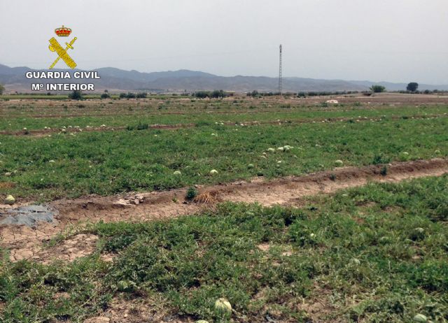 La Guardia Civil esclarece la apropiación indebida de 4 M de kilos de sandía en Lorca, Foto 1