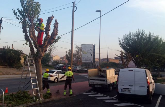 Comienza la poda de más de 20.000 moreras del municipio de Murcia - 1, Foto 1
