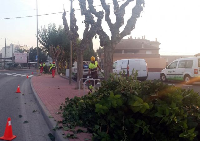 Comienza la poda de más de 20.000 moreras del municipio de Murcia - 2, Foto 2