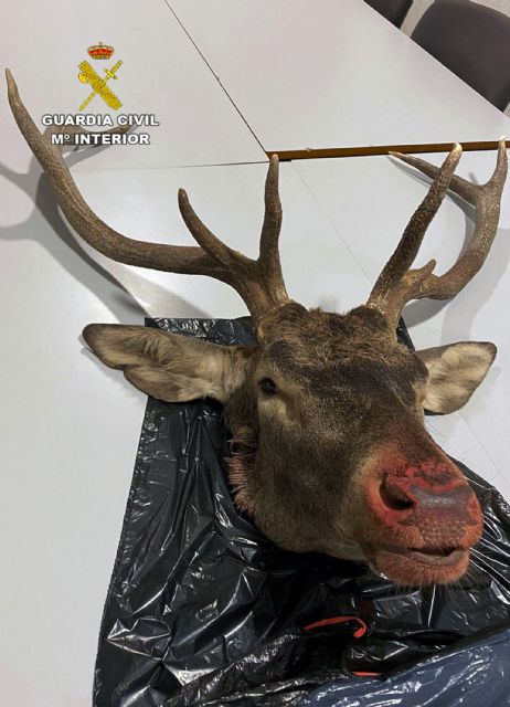 La Guardia Civil sorprende a dos cazadores presuntamente relacionados con la caza furtiva de un venado - 3, Foto 3