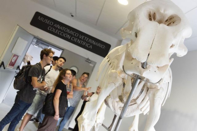 Treinta y tres esqueletos completos de animales pueden verse en el Museo Veterinario de la Universidad de Murcia - 1, Foto 1