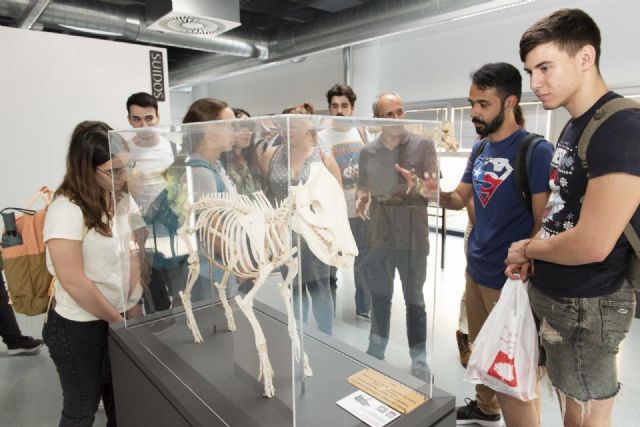 Treinta y tres esqueletos completos de animales pueden verse en el Museo Veterinario de la Universidad de Murcia - 2, Foto 2