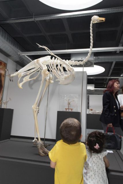 Treinta y tres esqueletos completos de animales pueden verse en el Museo Veterinario de la Universidad de Murcia - 3, Foto 3