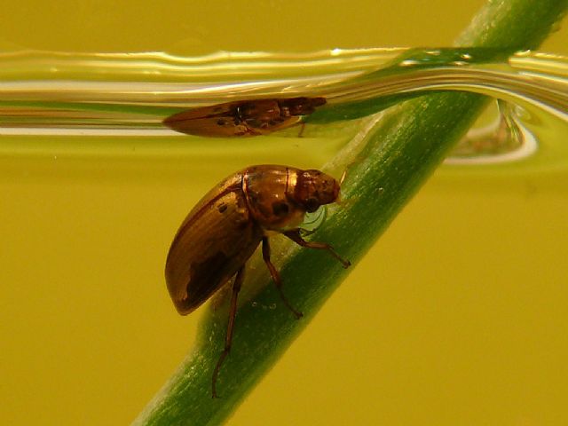 Un estudio de la UMU revela que resistir el calor no asegura la supervivencia de las especies ante el cambio climático - 1, Foto 1