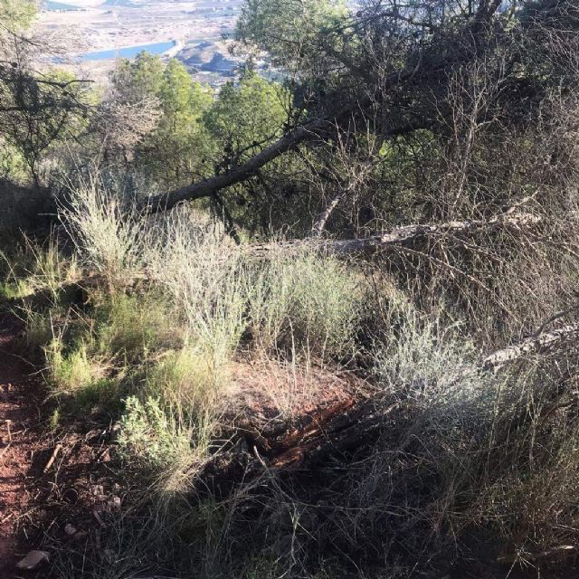 El PSOE reclama medidas urgentes para combatir las plagas de insectos perforadores del pino - 1, Foto 1