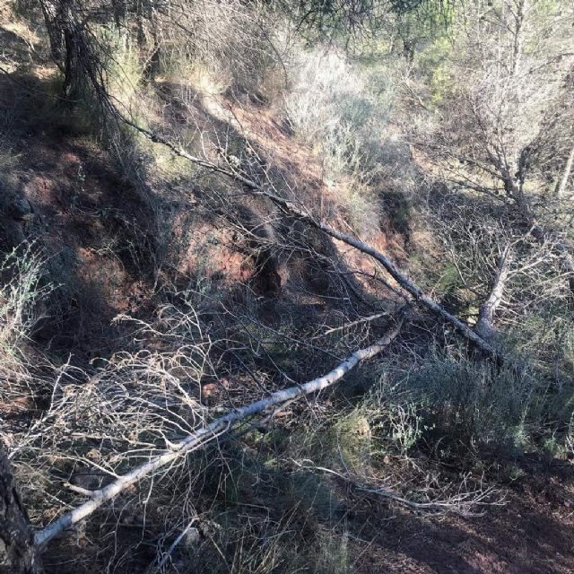 El PSOE reclama medidas urgentes para combatir las plagas de insectos perforadores del pino - 2, Foto 2