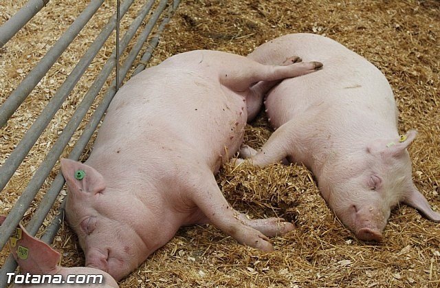 El sector porcino deber superar las incertidumbres actuales para mantener su liderazgo, Foto 1