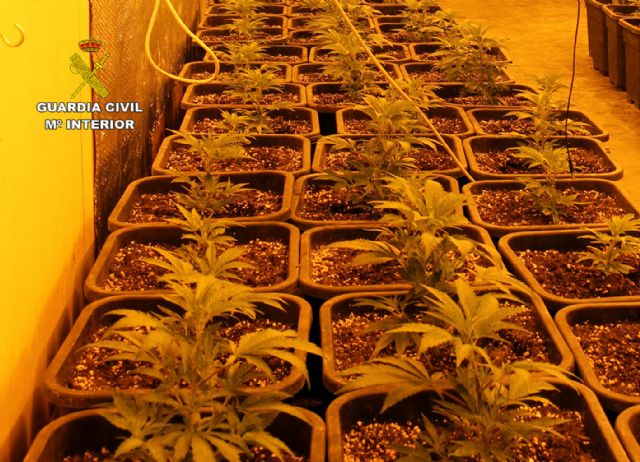 Desmantelan en Murcia dos invernaderos clandestinos de marihuana - 1, Foto 1