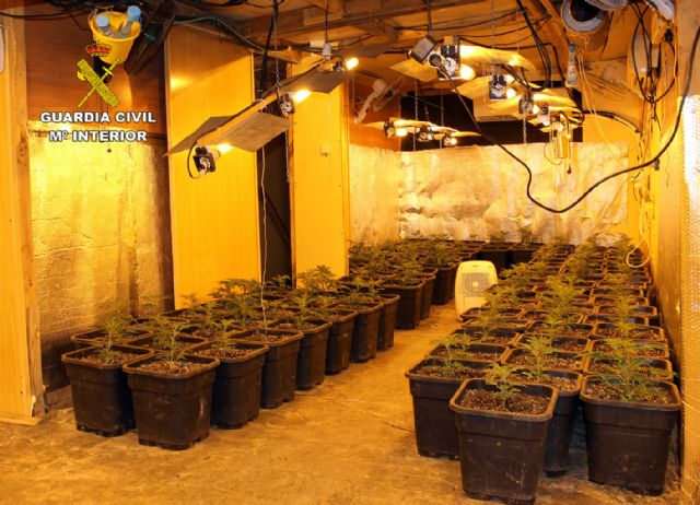 Desmantelan en Murcia dos invernaderos clandestinos de marihuana - 2, Foto 2