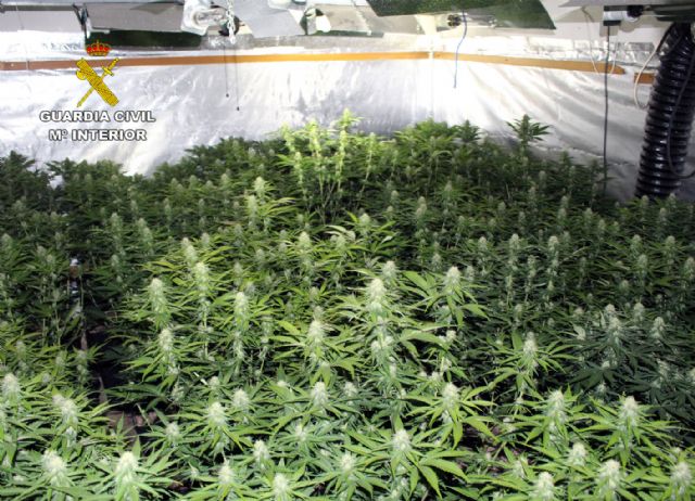 Desmantelan en Murcia dos invernaderos clandestinos de marihuana - 3, Foto 3