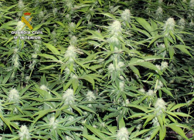 Desmantelan en Murcia dos invernaderos clandestinos de marihuana - 4, Foto 4