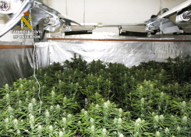 Desmantelan en Murcia dos invernaderos clandestinos de marihuana - 5, Foto 5